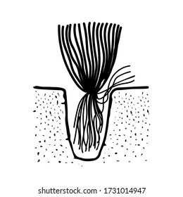 Black outline hand drawing vector illustration of an aquatic decorative plant with roots transplanting in the ground in aquarium isolated on a white background