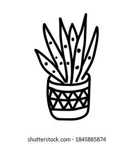 Black outline hand drawing vector illustration of a decorative plant Sansevieria in a pot isolated on a white background
