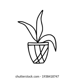 Dibujo de una planta decorativa Sansevieria en una olla aislada en fondo blanco
