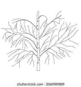 Dibujo manual de contorno negro ilustración vectorial de un árbol de abedul sin hojas en caída aislado en fondo blanco