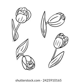 Black outline hand drawn doodle set of tulips. Sketchy black contour flowering plant on white background. Ideal for coloring pages, tattoo, pattern