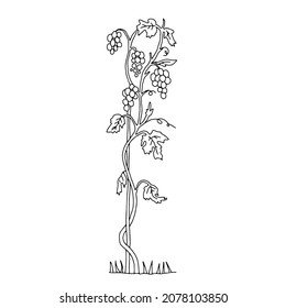 Dibujo vectorial dibujado a mano con contorno negro de una planta de vid con frutos aislados en un fondo blanco