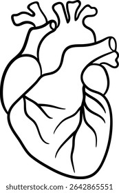 Black outline human heart clipart. Simplified flat anatomical cardiology icon isolated design. Minimal vector hand drawing for for healthcare infographics, textbooks, and web design. 
