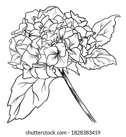 Black outline of hydrangea on a white background. Hand drawn hydrangea, vector illustration in vintage style. Style for 8 March, wedding, Valentine's Day, Mother's Day, sales and other seasonal events