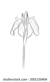 Black outline iris flower on white background. Graphic drawing. Vector illustration.