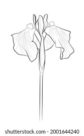 Black outline iris flower on white background. Graphic drawing. Vector illustration.