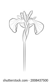 Black outline iris flower on white background. Graphic drawing. Vector illustration.