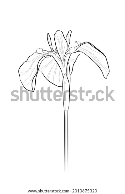 Black Outline Iris Flower On White Stock Vector (Royalty Free ...