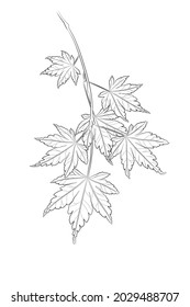 Black outline japanese maple branch with leaves on white background. Graphic drawing. Vector illustration.