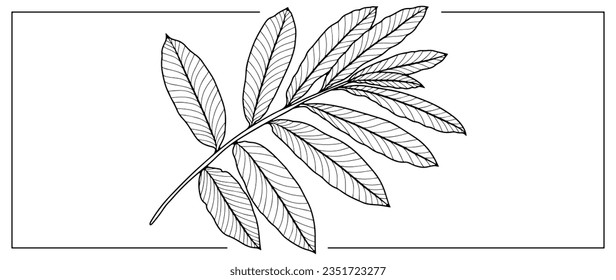 Black outline of a large branch with leaves on a white background. Branch for coloring books, covers, creating designs and patterns.