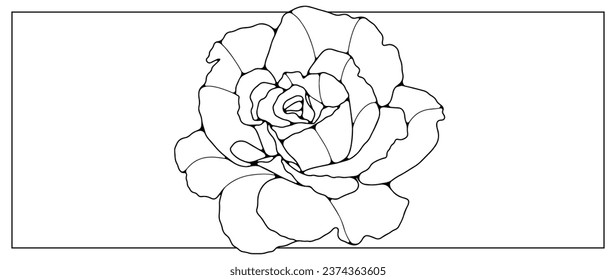 Black outline of a large rose flower on a white background. Hand drawn floral pattern. An object for coloring, creating various designs and patterns. Illustration of a flower for publications in books