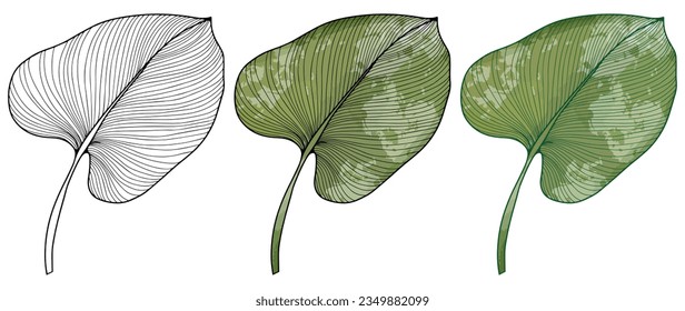 Black outline of a large tropical leaf on a white background. Colored green tropical leaf. Botanical object for designs, patterns, coloring books, covers, wallpapers.