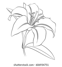 21,806 Outline of lily Images, Stock Photos & Vectors | Shutterstock
