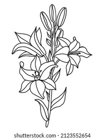 Black outline of lily flowers. Branch bouquet with flowers and buds. Vector illustration. isolated on white background. Ornamental plant for design, decor, decoration and printing.