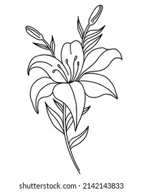 Black outline of lily flowers. Branch with flowers and buds. Vector illustration isolated on white background. Ornamental plant for design, decor, decoration and printing