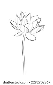 Black outline lotus flower (Nelumbo) on white background. Graphic drawing. Vector illustration.