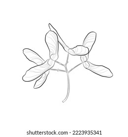 Black outline maple seeds on white background. Graphic drawing. Vector illustration.