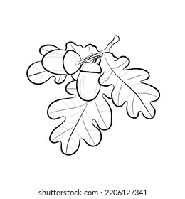 Black outline oak branch with leaves and acorns on white background. Graphic drawing. Vector illustration.