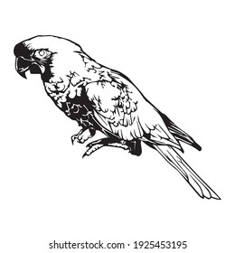Black outline parrot vector illustration. Beautiful parrot 🦜
