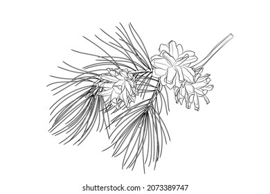 Black outline pine branch and pine cones on white background. Graphic drawing. Vector illustration.