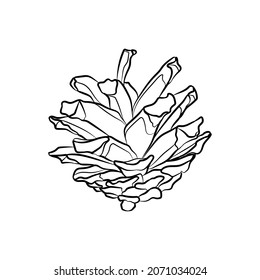 Schwarzer Umriss-Kiefernkonus auf weißem Hintergrund. Grafische Zeichnung. Vektorgrafik.