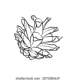 Black outline pine cone on white background. Graphic drawing. Vector illustration.
