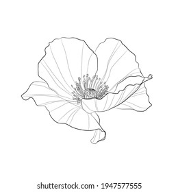 Black outline poppy flower on white background. Vector illustration.