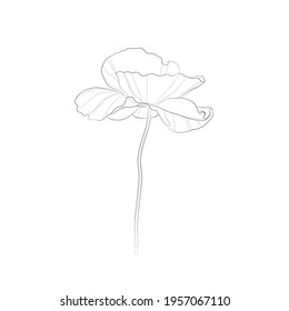 Black outline poppy flower on white background. Vector illustration.