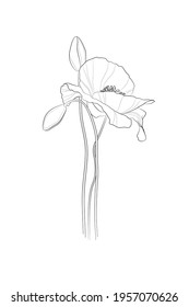 Black outline poppy flower on white background. Line drawing. Vector illustration.