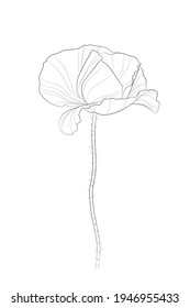 Black outline poppy flower (Papaver somniferum) on white background. Vector illustration.