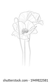 Black outline poppy flowers on white background. Vector illustration.