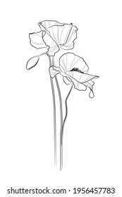 Flores de amapola en el contorno negro sobre fondo blanco. Ilustración vectorial.