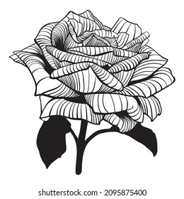 Black outline of a rose flower on a white background. High detail.