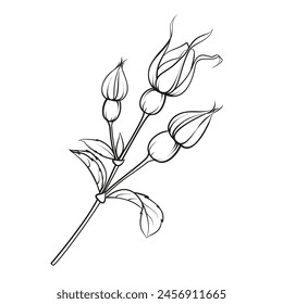 Black outline rosehip on white background. Hybrid tea rose