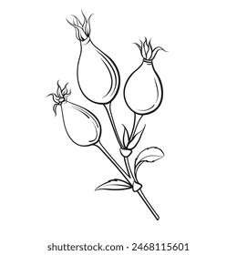 Black outline rosehip on white background. Hybrid tea rose