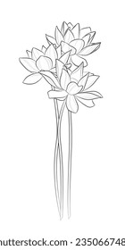 Black outline sacred lotus flowers (Nelumbo nucifera) on white background. Graphic drawing. Vector illustration.