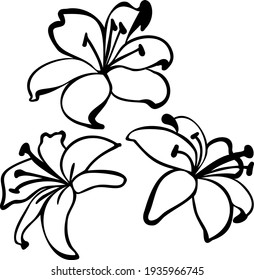 Black outline set of lillies isolated on white background. Vector Illustration