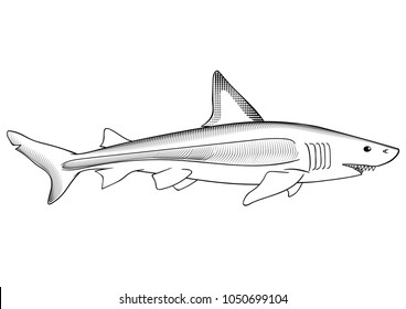 Black outline shark drawing