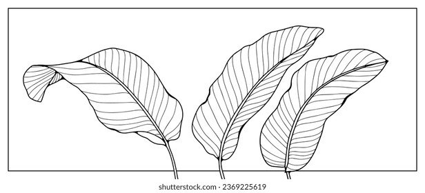 Black outline of three banana leaves on a white background. Tropical background for coloring, creating various designs and patterns. Silhouette of tropical leaves.