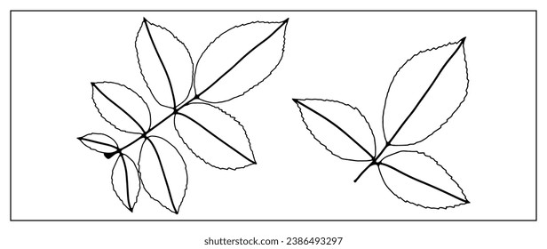 Black outline of two branches with leaves on a white background. Branches for coloring books, publications in books and magazines.