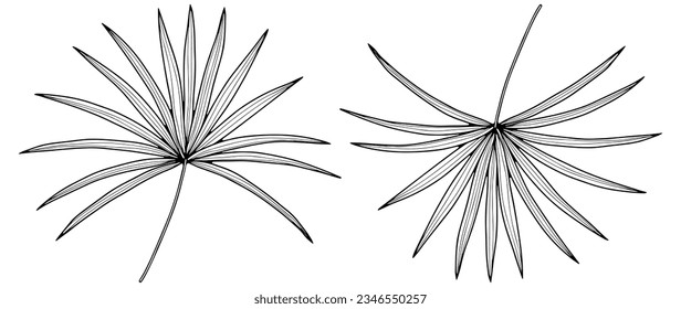 Black outline of two tropical leaves on a white background. Tropical leaves for coloring books, decor, covers, patterns and designs.