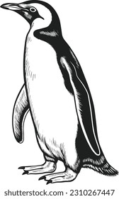 black outline vector Penguin isolated on a white background