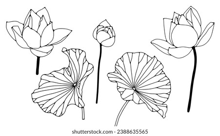 Black outline of water lily flowers and leaves on a white background for coloring pages, publications in books and magazines.