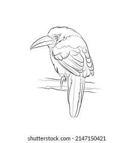Black outline white-throated toucanet (Aulacorhynchus albivitta) on white background. Graphic drawing. Vector illustration.