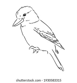 dibujo del vector de aves kookaburra delineado en negro, ilustración del boceto vector kookaburra sobre fondo blanco