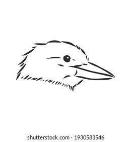 dibujo del vector de aves kookaburra delineado en negro, ilustración del boceto vector kookaburra sobre fondo blanco