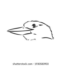 black outlined kookaburra bird-vector drawing, kookaburra vector sketch illustration on white background