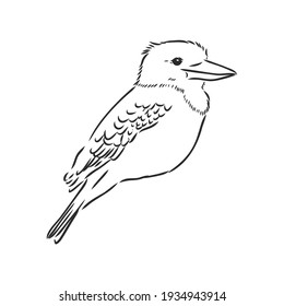 dibujo del vector de aves kookaburra delineado en negro, ilustración del boceto vector kookaburra sobre fondo blanco