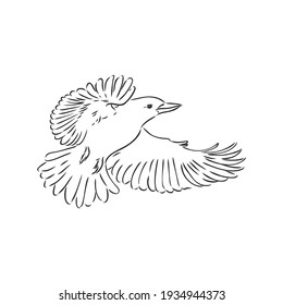 black outlined kookaburra bird-vector drawing, kookaburra vector sketch illustration on white background