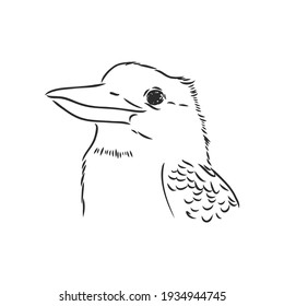 black outlined kookaburra bird-vector drawing, kookaburra vector sketch illustration on white background